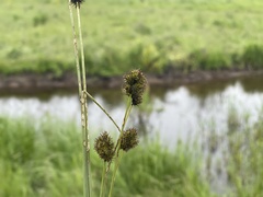 Carex microptera