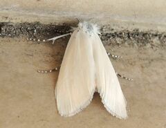 Scirpophaga praelata