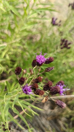 Image of Vernonia marginata by no rights reserved