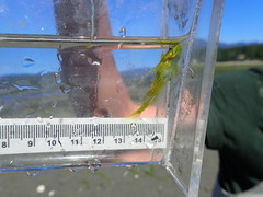 Clinocottus acuticeps