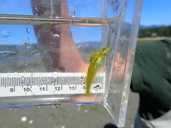 Clinocottus acuticeps