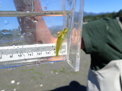 Clinocottus acuticeps