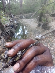 Nerodia erythrogaster