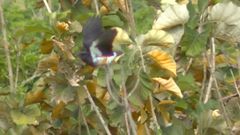 Chelidoptera tenebrosa