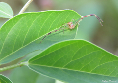 Misumenops maculissparsus