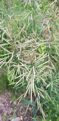 Bromus inermis