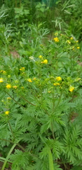 Potentilla chalchorum