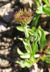 Erigeron glacialis glacialis