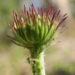 Erigeron glacialis glacialis