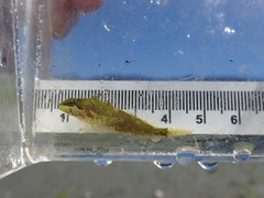 Clinocottus acuticeps