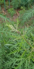 Urtica cannabina