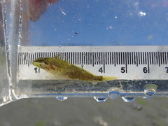 Clinocottus acuticeps