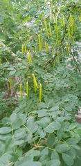 Caragana arborescens