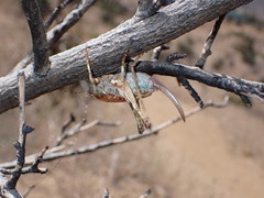 Neduba castanea