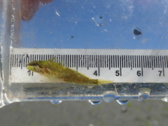 Clinocottus acuticeps