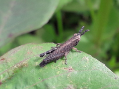 Acrididae