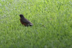 Turdus migratorius