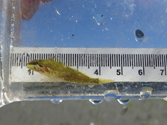 Clinocottus acuticeps