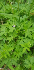 Geranium sibiricum