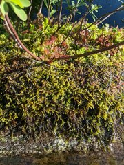 Sarmentypnum exannulatum