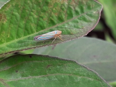Ferrariana trivittata