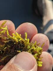 Sarmentypnum exannulatum