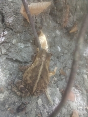 Incilius nebulifer