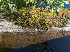 Sarmentypnum exannulatum