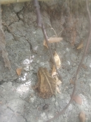 Incilius nebulifer