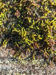 Sarmentypnum exannulatum