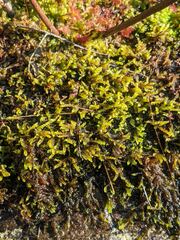 Sarmentypnum exannulatum