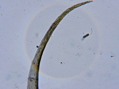 Sarmentypnum exannulatum