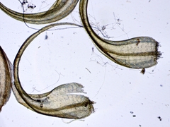 Sarmentypnum exannulatum