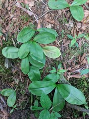 Clintonia