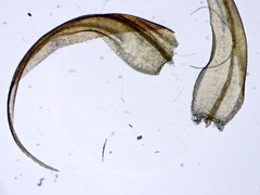 Sarmentypnum exannulatum