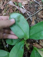 Clintonia