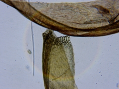 Sarmentypnum exannulatum