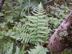 Dryopteris cristata