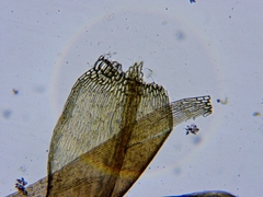 Sarmentypnum exannulatum