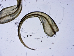 Sarmentypnum exannulatum