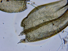 Sarmentypnum exannulatum