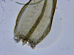 Sarmentypnum exannulatum