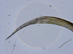 Sarmentypnum exannulatum