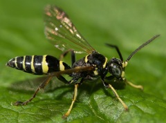 Gorytes atricornis