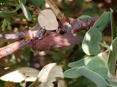 Okanagana opacipennis