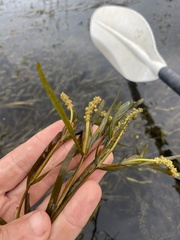 Potamogeton zosteriformis