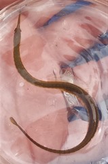 Syngnathus fuscus