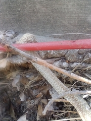 Colubridae