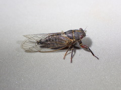 Platypedia laticapitata