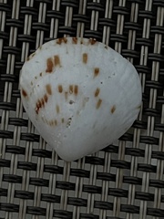 Tucetona